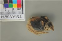 藏品(白頭翁)的圖片